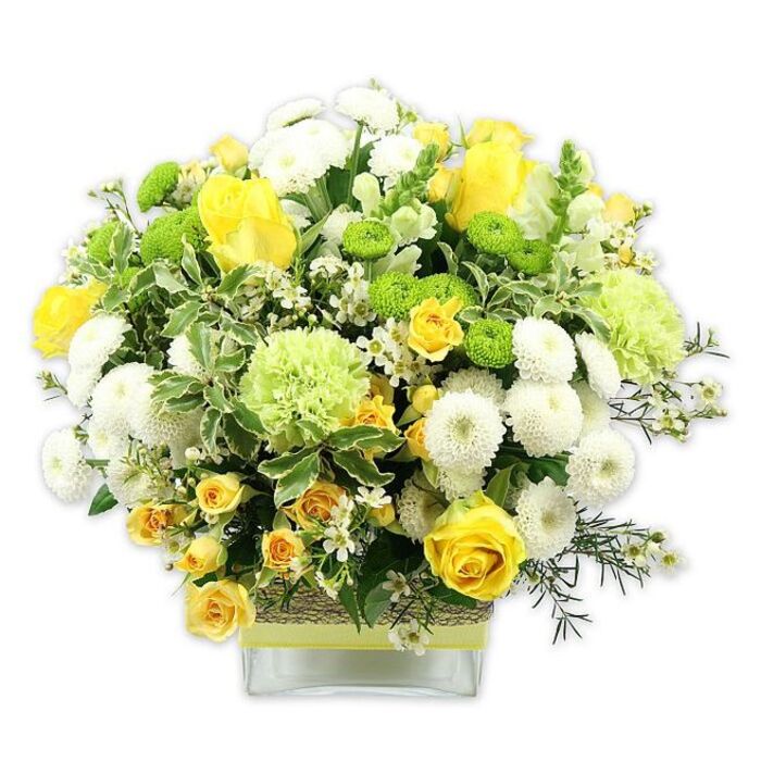 A generous, carefully balanced bouquet in a low rectangular glass vase combines sunny yellows, fresh greens, and clean whites into a joyful, rounded arrangement, photographed against a plain white background that makes every detail vivid. At its centre, yellow roses take the spotlight, some fully open with velvety, layered petals, others still in bud form, creating a pleasing mix of structure and softness. Nestled between them are clusters of smaller yellow spray roses, their petite blooms introducing a sense of movement and intricate texture through the middle of the design. Encircling these are white pompom chrysanthemums, compact and densely petalled, forming soft, cushion-like spheres that lend the bouquet both fullness and calm. Punctuating the white are lime green button chrysanthemums, neat and perfectly round, and larger pale green flowers with ruffled edges reminiscent of green carnations or decorative mums. These cooler green tones cut through the warmth of the yellows, giving the arrangement a refreshing, almost woodland feel. The flowers are held within a rich frame of mixed foliage: broad variegated leaves with pale margins, glossy deeper greens that anchor the shape, and airy filler greenery that threads between the blooms. Tiny white filler flowers flicker across the design like stars, highlighting the curves and contours of the main blossoms. The stems are visible through the clear glass vase, while the centre of the vase is wrapped in a textured band of natural fibre, topped with a lime green ribbon that echoes the bright button mums and pulls the colours together. The result is a display that feels both polished and natural, as though it might sit on a dining table in a home near Keston village or brighten a hallway looking out towards Keston Park. It conveys warmth, celebration, and the quiet joy of fresh flowers delivered by a local Keston florist who knows how to capture the changing light of the surrounding countryside.
