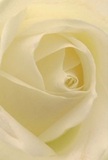 This image draws you right into the heart of a cream-white rose, the petals unfurling in gentle spirals that seem almost weightless to the touch-like mist rising through Keston's woodland trails at dawn. Each petal boasts a whisper-light texture, enhanced by a serene glow and delicate shadows curling within the ivory folds. The peaceful mood echoes the quiet start of a day spent walking through Keston's green spaces, offering a profound sense of calm. As a local florist, I see in this bloom the purest expression of sincerity and admiration, ideal for those moments requiring a sympathetic gesture or to mark new chapters for loved ones within our Keston community. Its subtle yet unmistakable fragrance hovers in the air, unseen but undeniably present, while the close framing captures not only the flower's physical beauty but also the emotional artistry woven into every arrangement. Every detail pays homage to nature and human tenderness, brought together in blooms delivered with care throughout Keston by our dedicated team at Keston Florist.